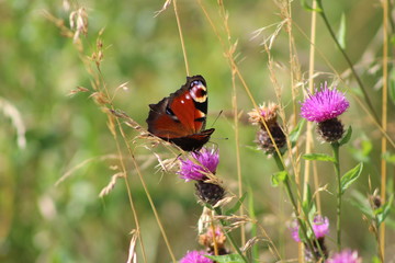 Butterfly on flower