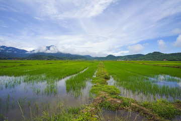 Obraz premium View of green paddy field with mount at background.