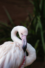 Fototapeta premium Portrait of a Chilean Flamingo (Phoenicopterus chilensis)
