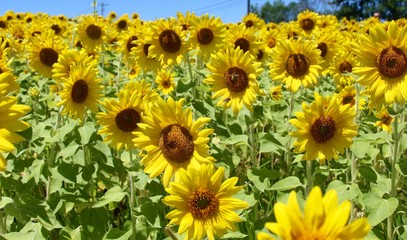 The sunflowers on the field on a close up view.