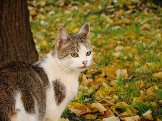 Naklejka na ściany i meble Cat in an autumn landscape