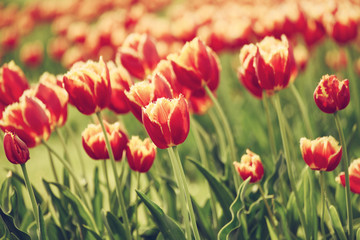 Spring sunny meadow with orange red tulip flowers, floral natural seasonal easter background with copy space