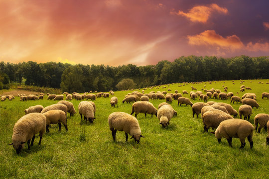 Schafe auf die Weide 