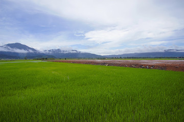 View of green paddy field with mount at background.