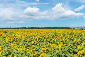 Fototapeta premium ひまわり畑