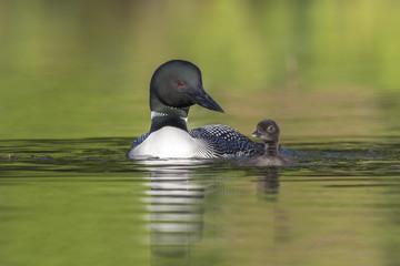 A week-old Common Loon chick practising its swimming skills as its mother looks on © Brian Lasenby