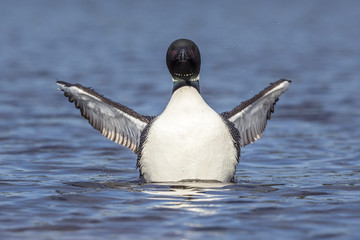 A Common Loon rises from the water to shake its wings dry - Ontario, Canada