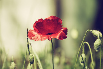 Obraz premium Red poppy flowers blooming in the green grass field, floral natural spring background, can be used as image for remembrance and reconciliation day
