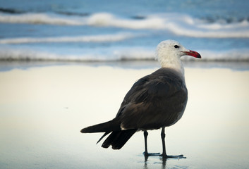 Heerman's Sea Gull On Beach at Sunrise