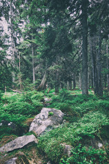 North scandinavian pine forest, Sweden natural travel outdoors vintage hipster background