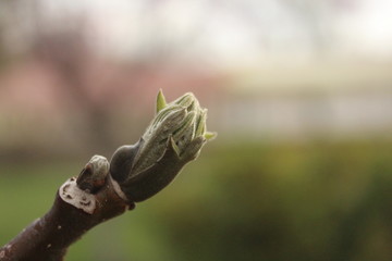 nature green