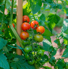 bunch of ripe tomatoes red surrounded by green leaves