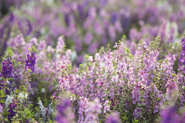 flowers (salvia officinalis) in the garden