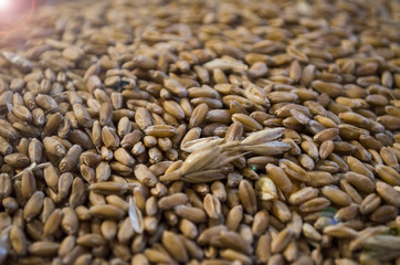 Obraz premium Wheat grains
