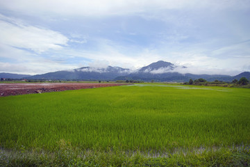 Fototapeta premium View of green paddy field with mount at background.