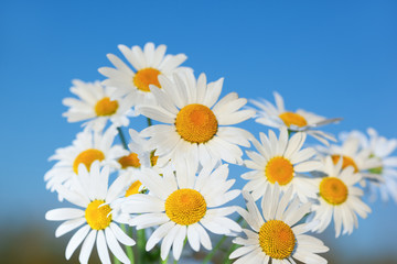 Fototapeta premium Chamomile against the sky.