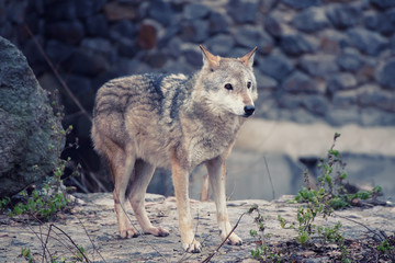 Naklejka na ściany i meble Big grey wolf canis lupus in the zoo