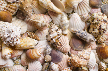 Background of seashells on a sandy background