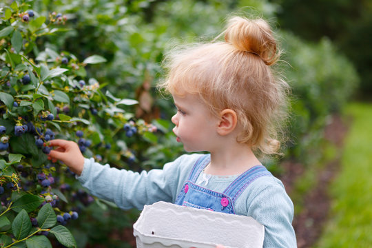 gather blueberries