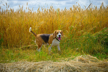 Beagle on a Golden wheat field