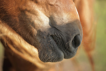 kary koń - koński pysk detal