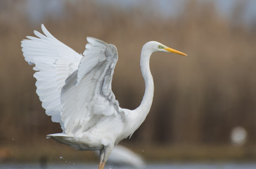 Great Egret