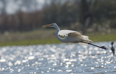 Great Egret 