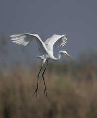 Great Egret Flying