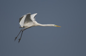 Great Egret