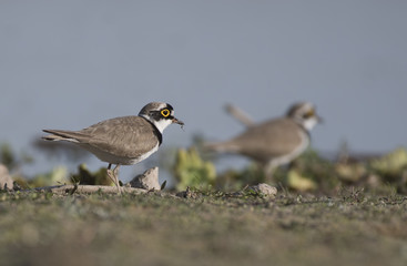 Little Ringed plover (Charadrius dubius)