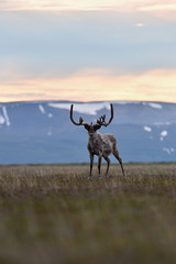 Reindeer with mountains in the background in Northern Norway