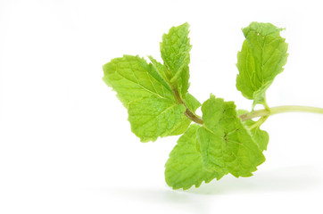 Fresh mint leaves