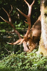 Elk horn in prairie creek redwoods state park 