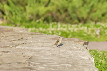 sparrow sitting on big grey stone on green background