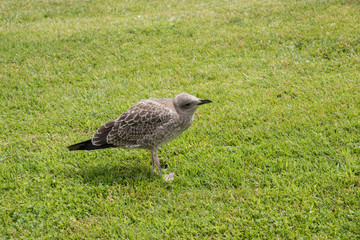 A young gull in the grass