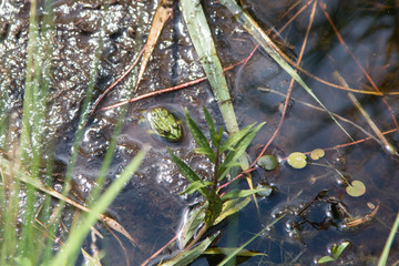 Naturschutzgebiet Lörmoos, BE, Schweiz
