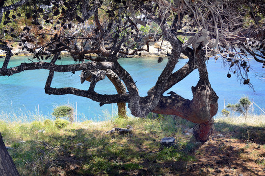 Greece, Thassos Island, environment