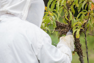 Vacuuming a bee swarm