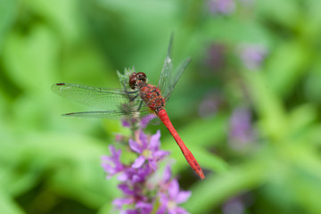 Rote Heidelibelle
