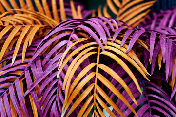 Texture of palm leaves. Painted in purple and orange