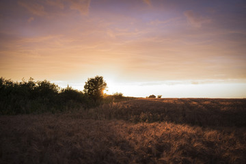Obraz premium Field with wheat at sunset