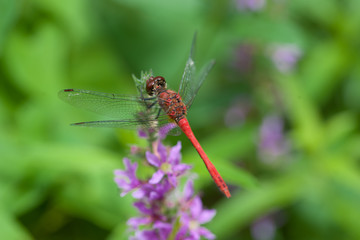 Rote Heidelibelle