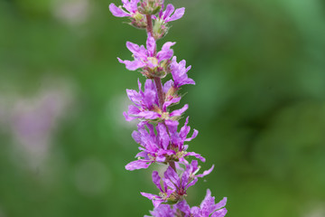 Wiesenblumen im Sommer