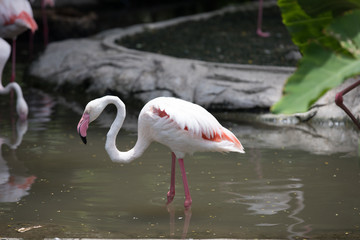 Flamingo Spinning