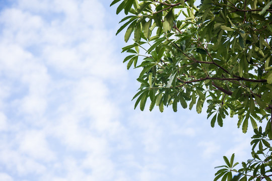 Leaves shrub With the sky as the background