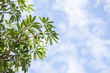 Leaves shrub With the sky as the background