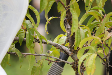 Vacuuming a bee swarm