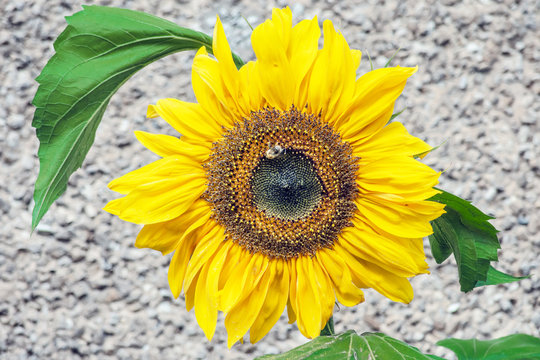 Sunflower in full bloom the sunniest and most cheerful flowers of the season
