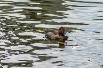 Aythya nyroca (Ferruginous Duck) in the water