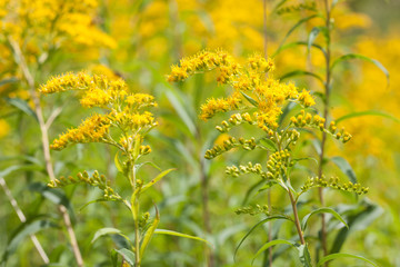 Obraz premium Goldrute